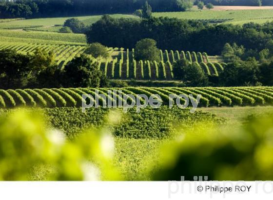 Le vignoble de Cognac (16V00824.jpg)