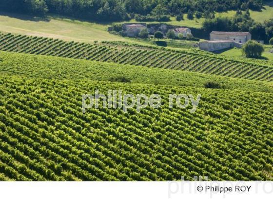 Le vignoble de Cognac (16V00907.jpg)
