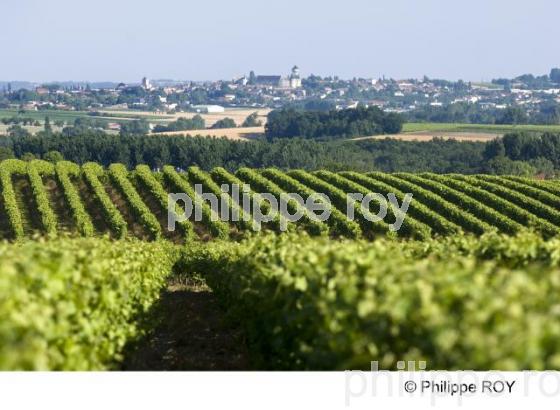 Le vignoble de Cognac (16V00924.jpg)