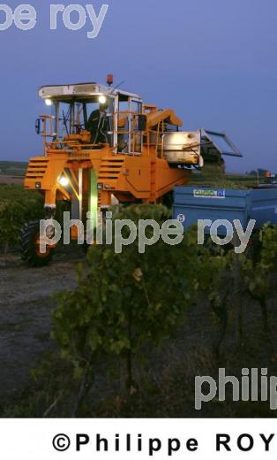Le vignoble de Cognac (16v00331.jpg)