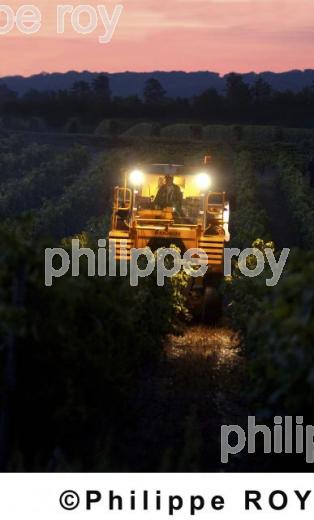 Le vignoble de Cognac (16v00335.jpg)