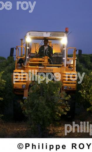 Le vignoble de Cognac (16v00338.jpg)