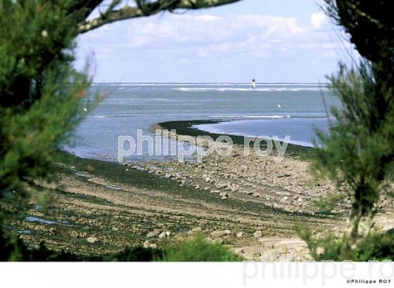 Pertuis d' Antioche - Charente Maritime (17F00817.jpg)