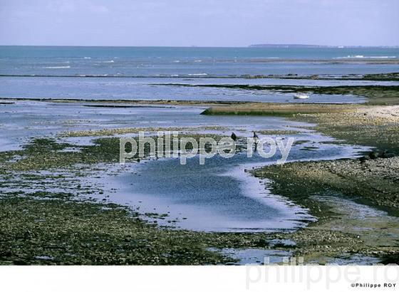 Pertuis d' Antioche - Charente Maritime (17F00818.jpg)