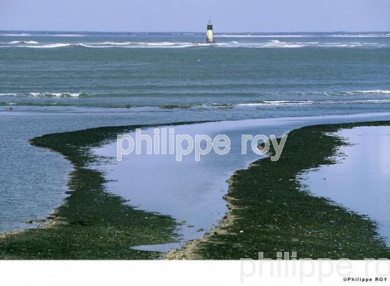 Pertuis d' Antioche - Charente Maritime (17F00819.jpg)