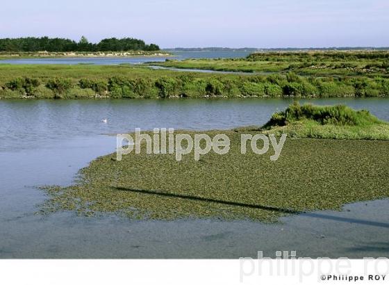 Ile de R - Charente Maritime (17F01131.jpg)