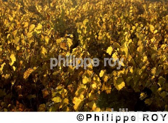 Vignoble de Charente - Charente Maritime (17F01509.jpg)