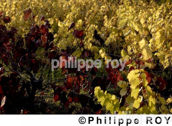 Vignoble de Charente - Charente Maritime (17F01510.jpg)