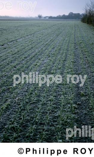 Agriculture - Charente Maritime (17F01833.jpg)