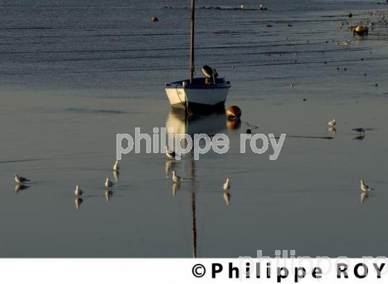 Pertuis d' Antioche - Charente Maritime (17F04512.jpg)