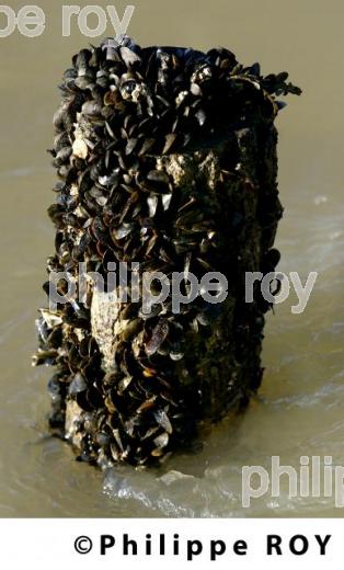 Mytiliculture - Charente Maritime (17F04528.jpg)