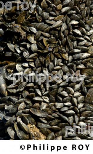 Mytiliculture - Charente Maritime (17F04529.jpg)