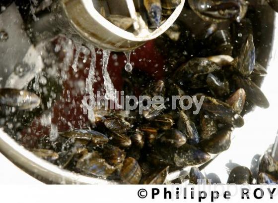 Mytiliculture - Charente Maritime (17F04532.jpg)
