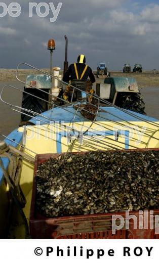 Mytiliculture - Charente Maritime (17F04538.jpg)