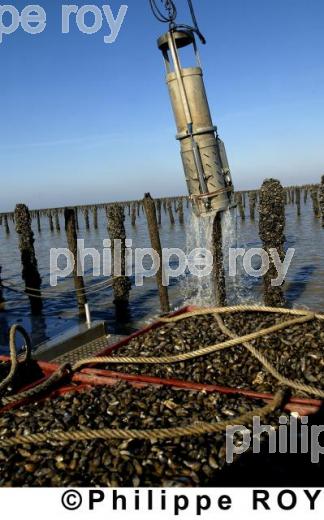 Mytiliculture - Charente Maritime (17F04608.jpg)