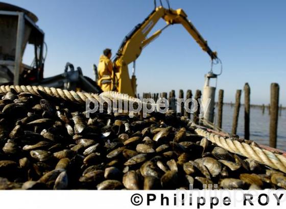 Mytiliculture - Charente Maritime (17F04612.jpg)