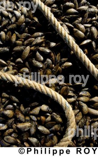 Mytiliculture - Charente Maritime (17F04631.jpg)