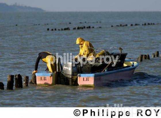 Mytiliculture - Charente Maritime (17F04637.jpg)