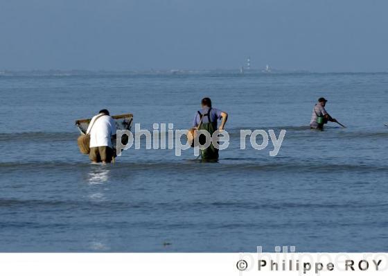 Pche  pied - Charente Maritime (17F04839.jpg)