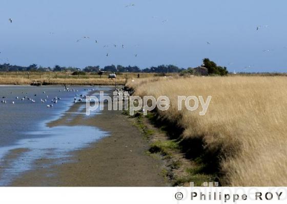Ile de R - Charente Maritime (17F05008.jpg)