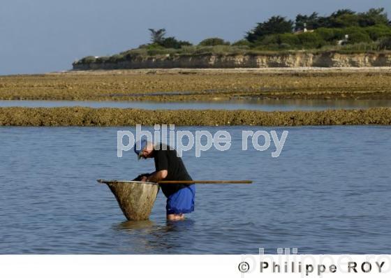 Pche  pied - Charente Maritime (17F05009.jpg)
