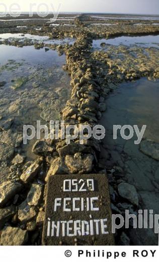 Ile de R - Charente Maritime (17F05238.jpg)