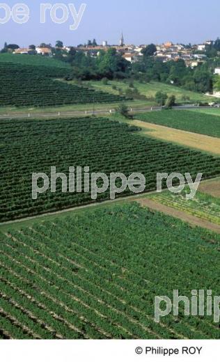 Le vignoble de Cognac (17F05522.jpg)