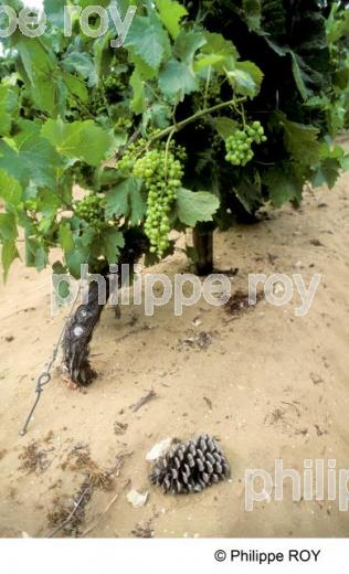 Le vignoble de Charente (17F05523.jpg)