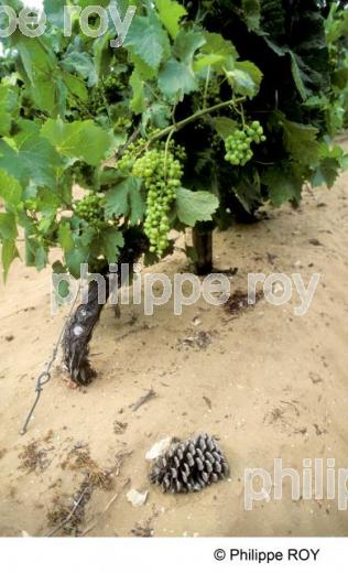 Le vignoble de Charente (17F05523.jpg)