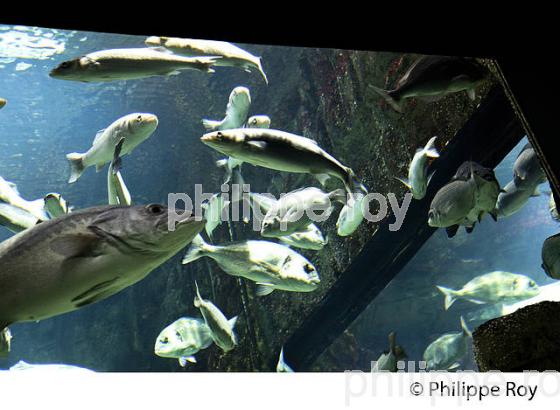 AQUARIUM  DE LA ROCHELLE, CHARENTE MARITIME, FRANCE (17F06414.jpg)