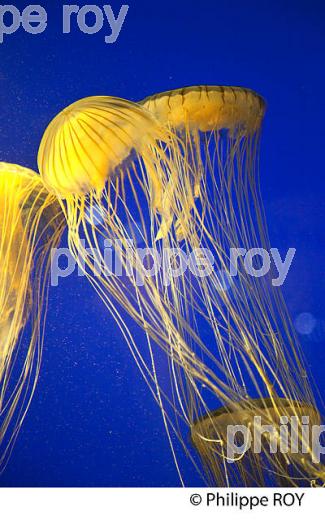 AQUARIUM  DE LA ROCHELLE, CHARENTE MARITIME, FRANCE (17F06420.jpg)