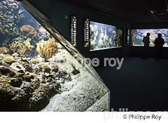 AQUARIUM  DE LA ROCHELLE, CHARENTE MARITIME, FRANCE (17F06422.jpg)