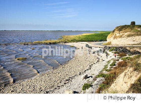 POINTE SAINT-CLEMENT,  ANSE DE L' AIGUILLON, CHARENTE-MARITIME. (17F07633.jpg)