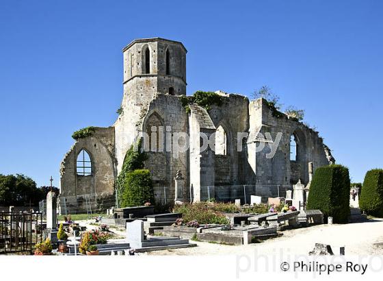 RUINE EGLISE SAINT-ETIENNE  A MARANS, MARAIS POITEVIN, CHARENTE MARITIME. (17F07914.jpg)