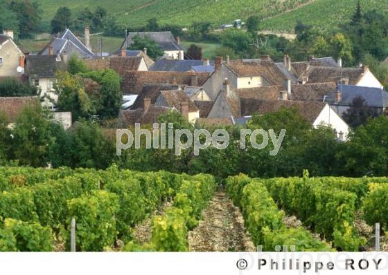 Vignoble du pays de la Loire (18V00102.jpg)