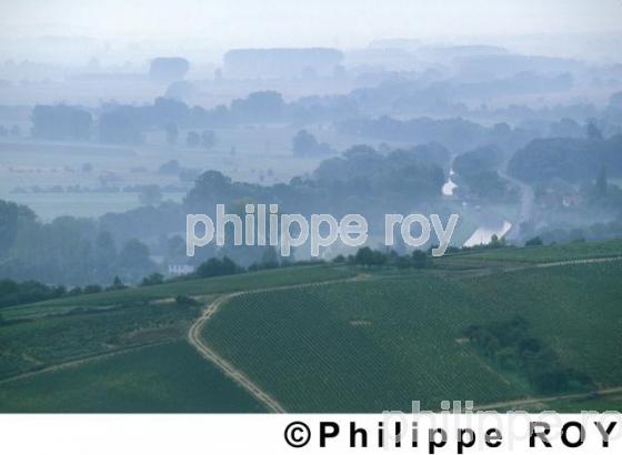 Vignoble du pays de la Loire (18V00103.jpg)