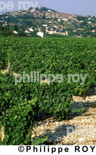 Vignoble et viillage (18V00106.jpg)