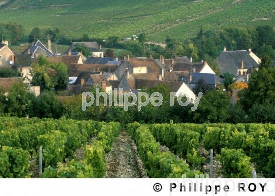 Vignoble du Val de Loire (18V00108.jpg)