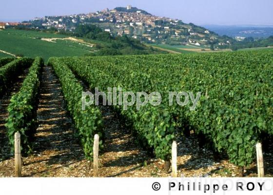 Vignoble du Val de Loire (18V00113.jpg)