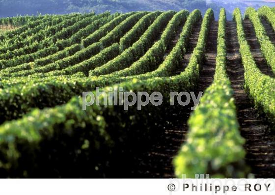 Le vignoble du Val de Loire (18V00125.jpg)