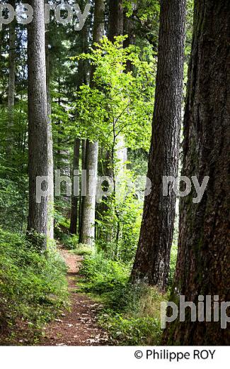 DOUGLASSERAIE DES FARGES, SAPIN DOUGLAS, MEYMAC,  PLATEAU DE MILLEVACHES, CORREZE, LIMOUSIN. (19F01306.jpg)