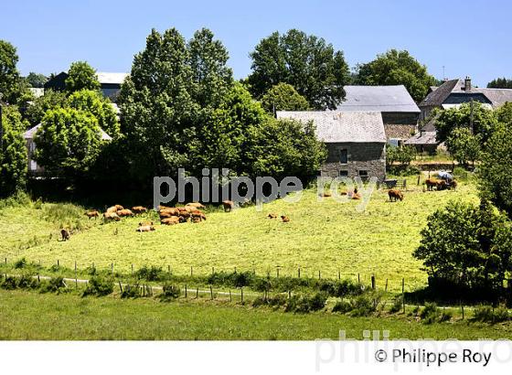 ELEVAGE BOVIN, FERME, PLATEAU DE MILLEVACHES, CORREZE, LIMOUSIN. (19F01814.jpg)