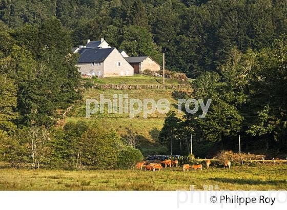 FERME, PLATEAU DE MILLEVACHES, VALLEE DE LA VEZERE,  CORREZE, LIMOUSIN. (19F01816.jpg)