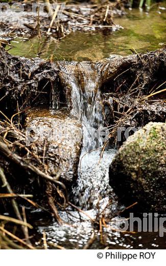 SOURCE DE LA VIENNE, PLATEAU DE MILLEVACHES , CORREZE, LIMOUSIN. (19F01924.jpg)