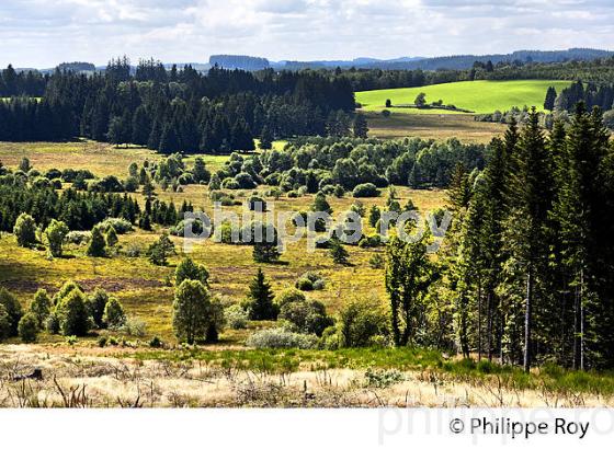 PAYSAGE AGRICOLE , PLATEAU DE MILLEVACHES , CORREZE, LIMOUSIN. (19F01927.jpg)