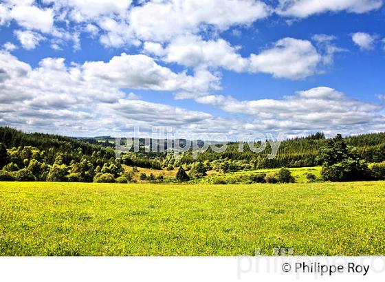 PAYSAGE AGRICOLE , PLATEAU DE MILLEVACHES , CORREZE, LIMOUSIN. (19F01929.jpg)