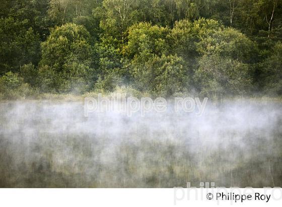 LA VEZERE, LAC DE VIAM, PLATEAU DE MILLEVACHES, VALLEE DE LA VEZERE,  CORREZE, LIMOUSIN. (19F02014.jpg)