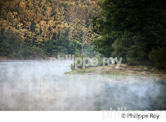 LA VEZERE, LAC DE VIAM, PLATEAU DE MILLEVACHES, VALLEE DE LA VEZERE,  CORREZE, LIMOUSIN. (19F02015.jpg)