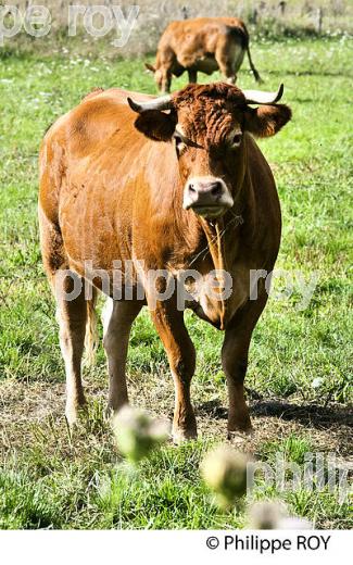 VACHE, RACE LIMOUSINE,  ELEVAGE BOVIN, PLATEAU DE MILLEVACHES,LIMOUSIN. (19F02025.jpg)