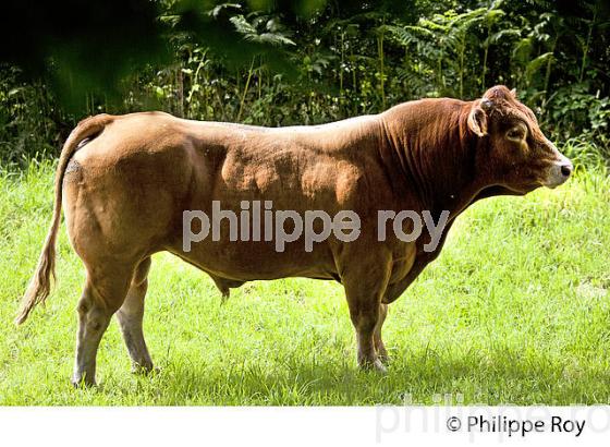 VACHE, RACE LIMOUSINE,  ELEVAGE BOVIN, PLATEAU DE MILLEVACHES,LIMOUSIN. (19F02027.jpg)